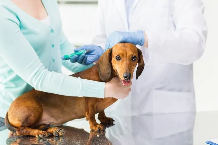 vaccinazione cani Spello